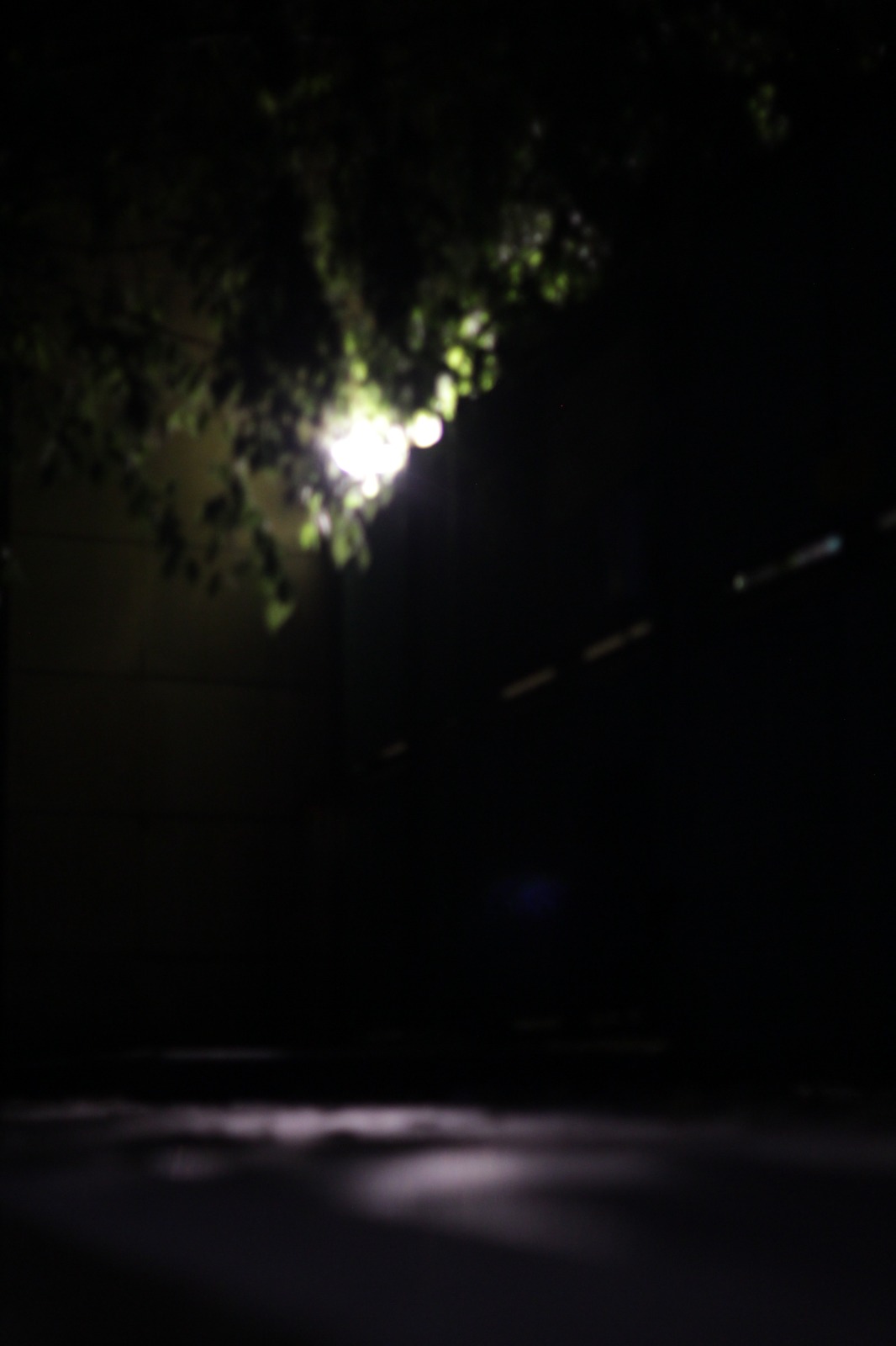 Fotografia di Rebecca Levi con luce filtrata tra il fogliame in una scena caratterizzata da ombre e luminosità diffuse.