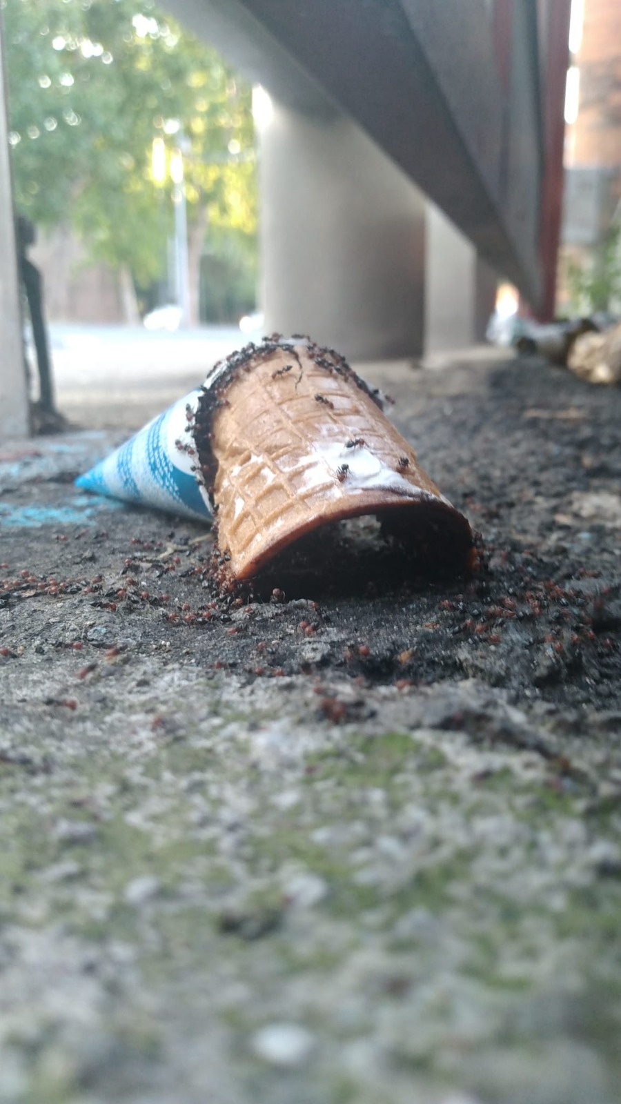 Cono gelato vuoto rovesciato sull'asfalto con numerose formiche che lo circondano e lo percorrono, ripreso da una prospettiva molto bassa.