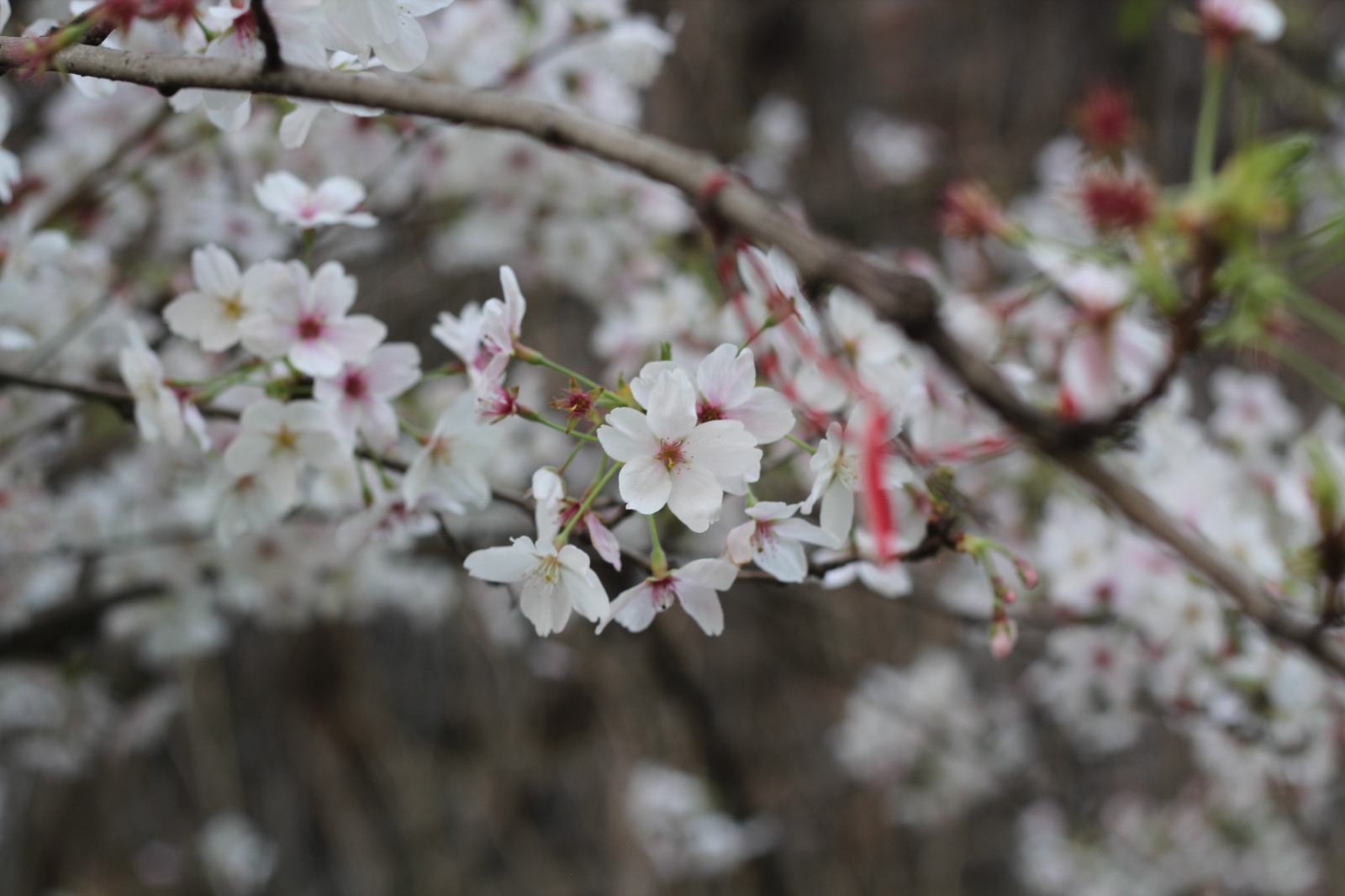 Fotografia di Rebecca Levi raffigurante un ramo ricoperto di piccoli fiori bianchi primaverili ripresi in dettaglio con sfondo sfocato naturale.