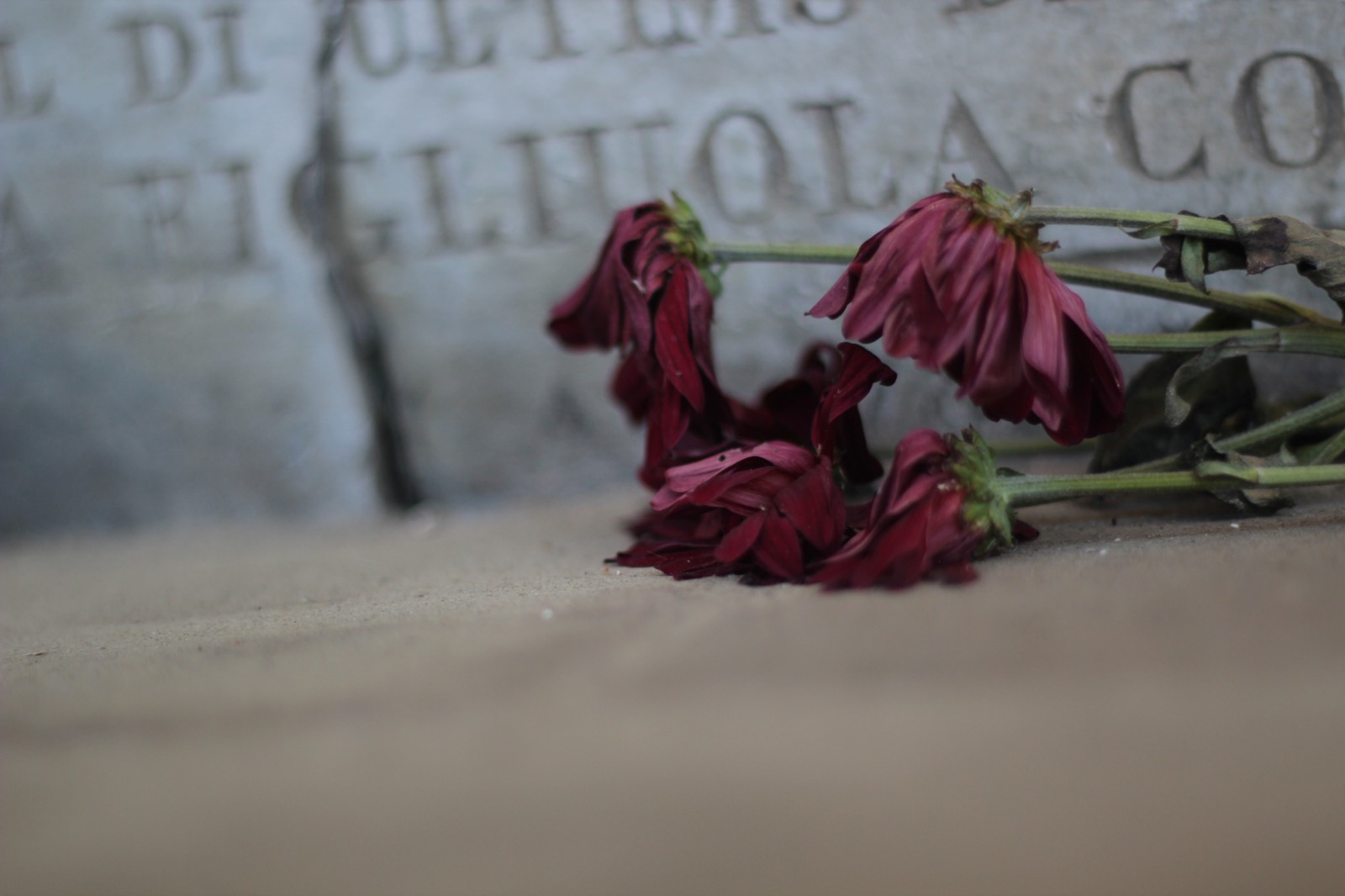 Fotografia di Rebecca Levi raffigurante fiori rossi appassiti deposti accanto a una lapide con iscrizioni sfocate sullo sfondo.