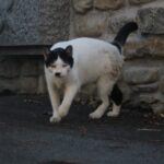 Gatto bianco e nero che cammina su una pavimentazione bagnata davanti a un muro di pietra, in un contesto urbano dal carattere rustico.