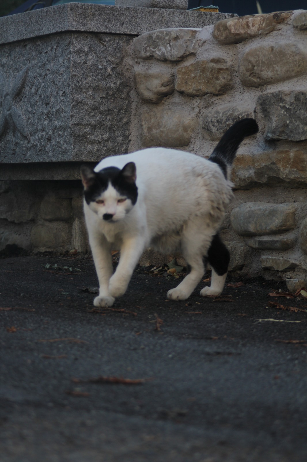 Gatto bianco e nero che cammina su una pavimentazione bagnata davanti a un muro di pietra, in un contesto urbano dal carattere rustico.