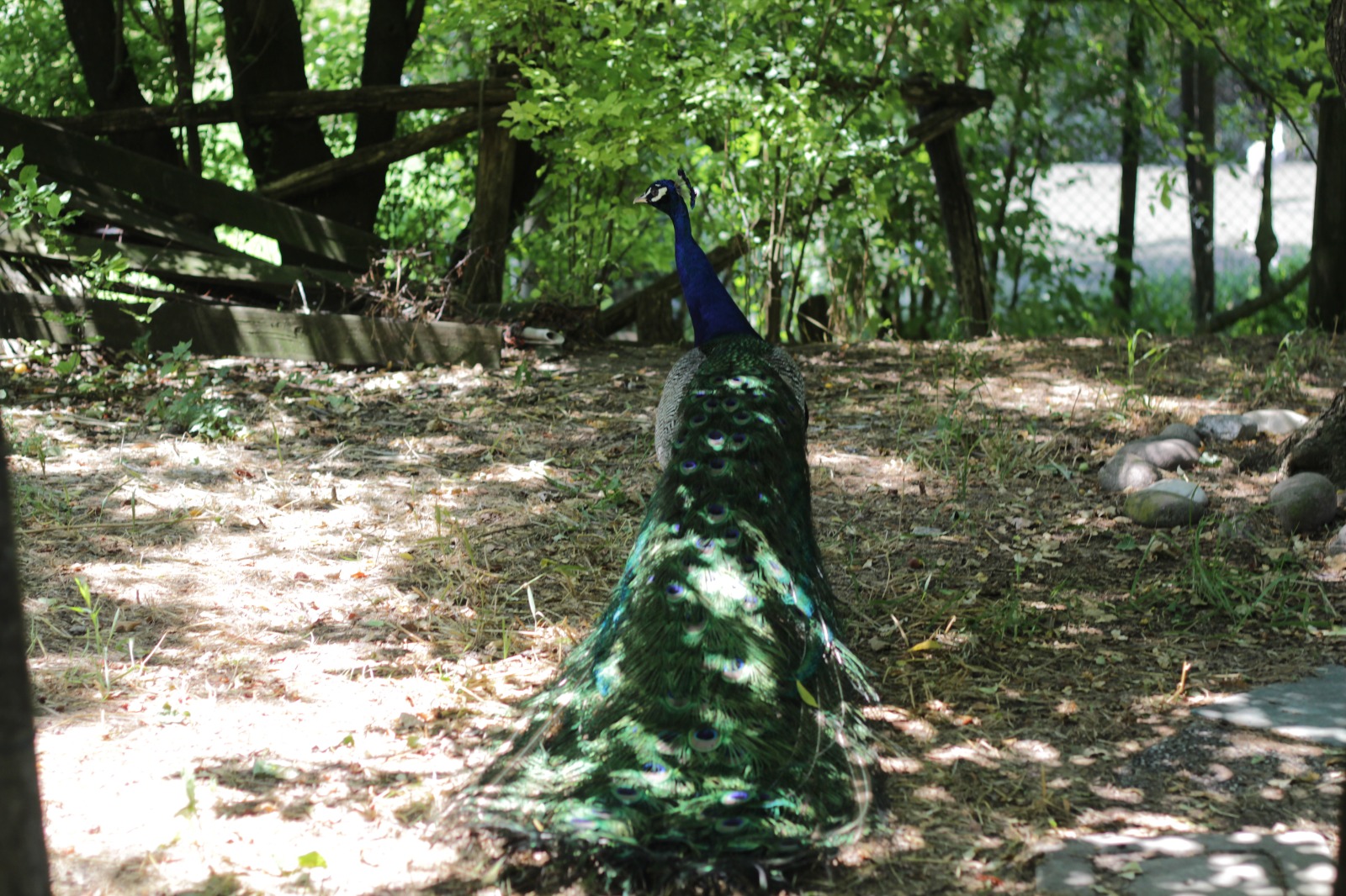 Pavone visto di spalle con la coda chiusa, immerso nella vegetazione verde di un giardino.