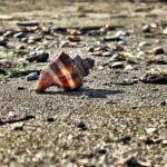 Fotografia di Rebecca Levi raffigurante una conchglia solitaria sulla spiaggia