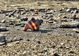 Fotografia di Rebecca Levi raffigurante una conchglia solitaria sulla spiaggia