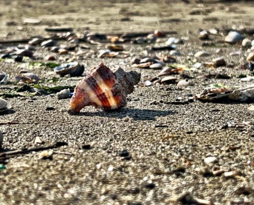 Fotografia di Rebecca Levi raffigurante una conchglia solitaria sulla spiaggia