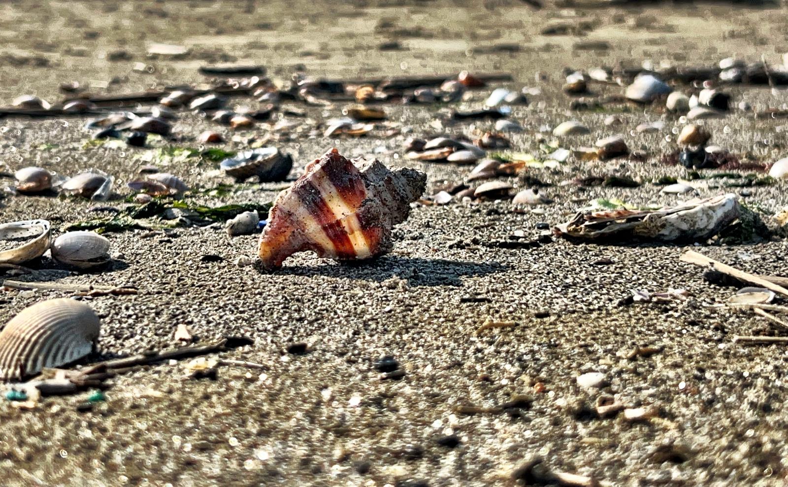 Fotografia di Rebecca Levi raffigurante una conchglia solitaria sulla spiaggia