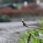 Primo piano di un soffione sfiorito lungo il bordo di una strada, con sfondo sfocato e vegetazione spontanea.