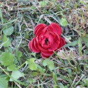 Fotografia di Rebecca Levi raffigurante un fiore artificiale rosso adagiato nell'erba e circondato da vegetazione spontanea.