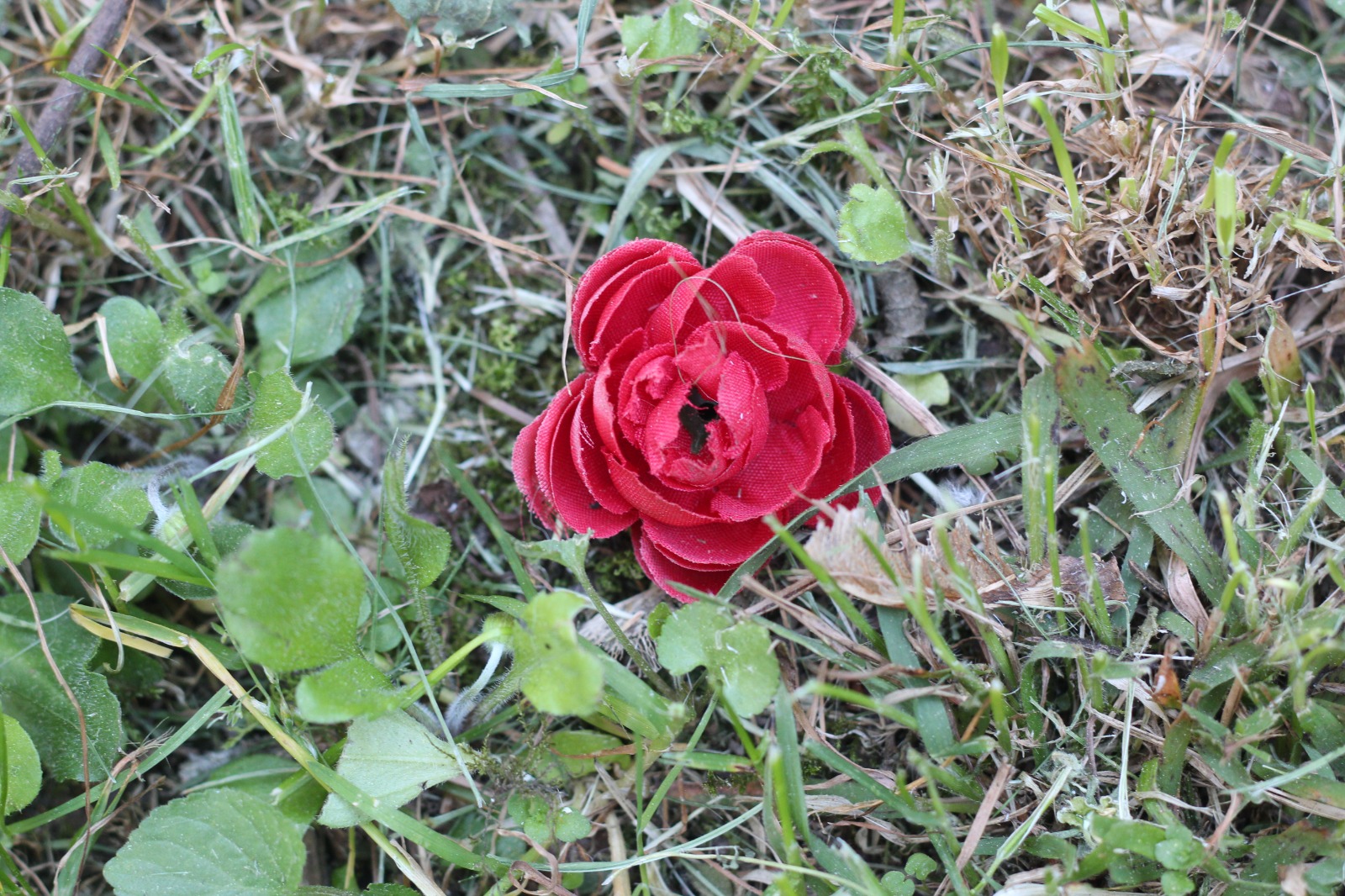 Fotografia di Rebecca Levi raffigurante un fiore artificiale rosso adagiato nell'erba e circondato da vegetazione spontanea.
