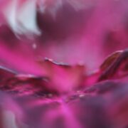 Macro fotografica astratta di petali rosa e fucsia con aree sfocate e morbidi passaggi di luce.