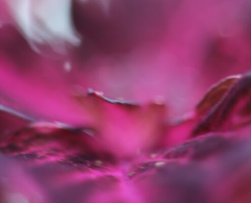 Macro fotografica astratta di petali rosa e fucsia con aree sfocate e morbidi passaggi di luce.