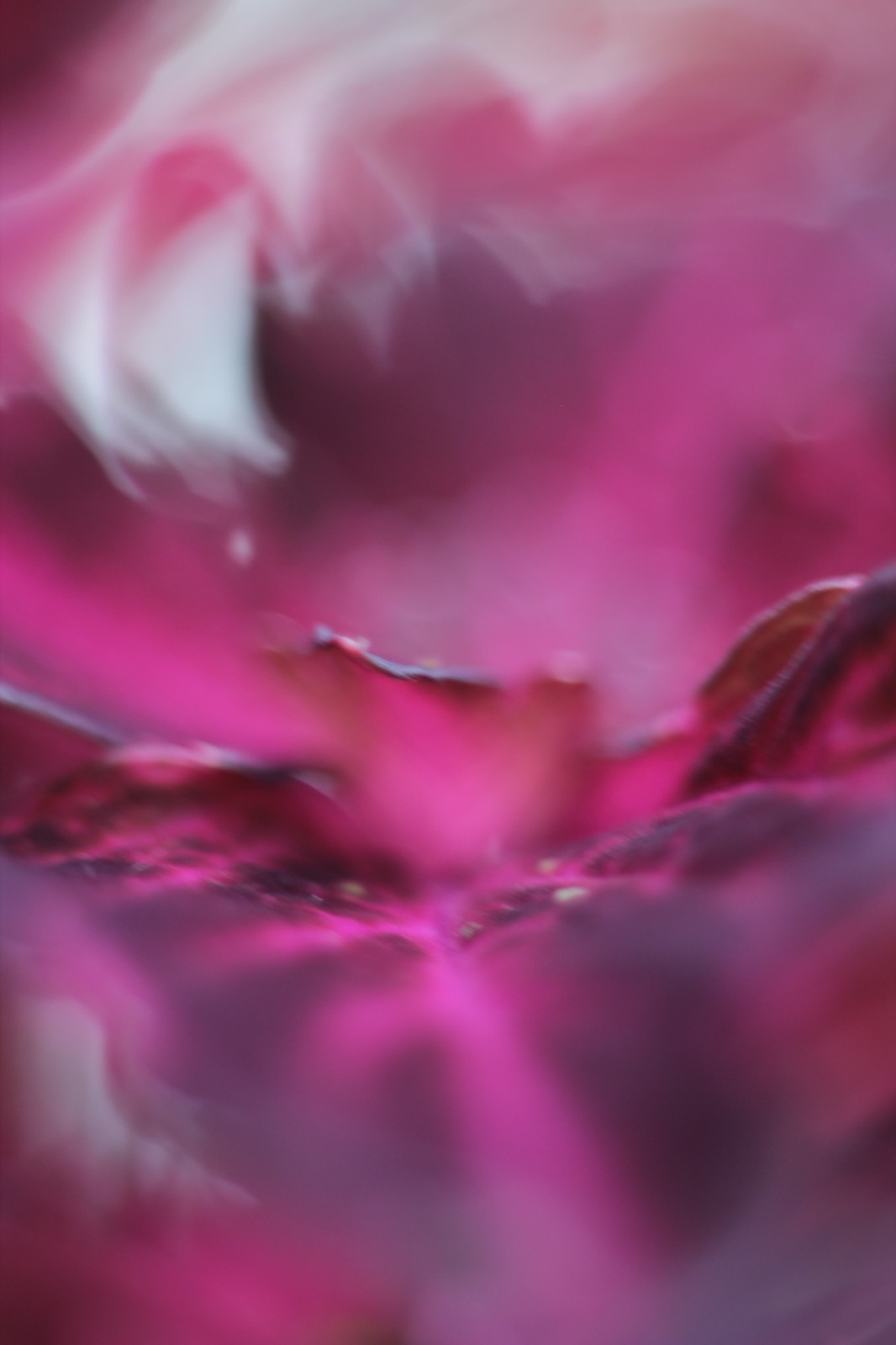 Macro fotografica astratta di petali rosa e fucsia con aree sfocate e morbidi passaggi di luce.