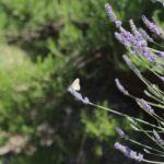Rami di lavanda dai fiori viola in primo piano con una piccola farfalla posata su una spiga, sullo sfondo un giardino verde sfocato.