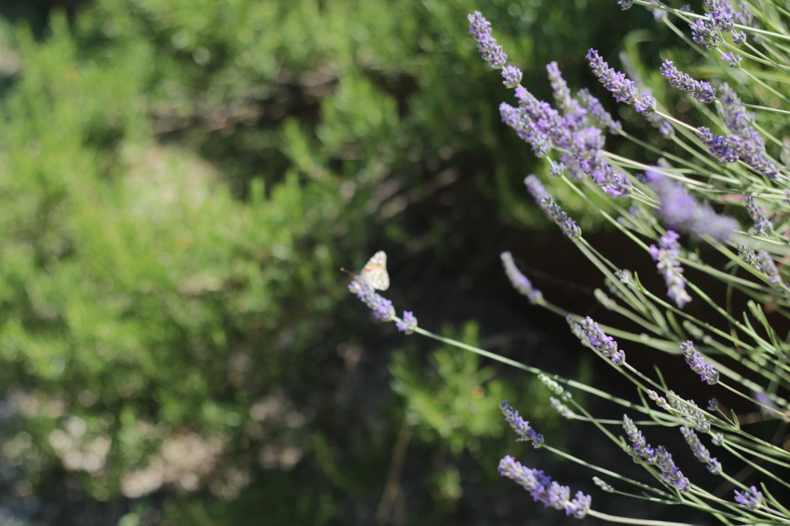 Rami di lavanda dai fiori viola in primo piano con una piccola farfalla posata su una spiga, sullo sfondo un giardino verde sfocato.