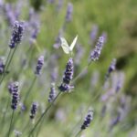 Fotografia di Rebecca Levi raffigurante una farfalla bianca posata su un fiore di lavanda con sfondo naturale sfocato.