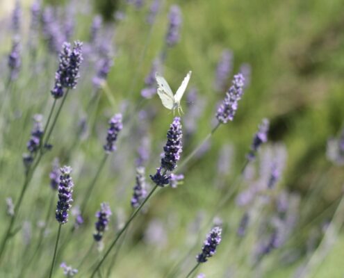 Fotografia di Rebecca Levi raffigurante una farfalla bianca posata su un fiore di lavanda con sfondo naturale sfocato.