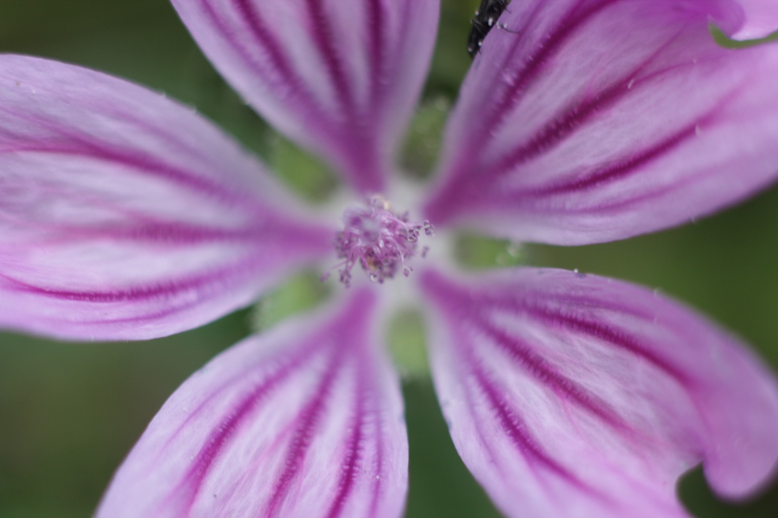 Macro del centro di un fiore rosa con intense venature nei petali.