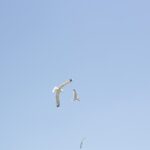 Gabbiani in volo in lontananza sotto un cielo azzurro e luminoso.