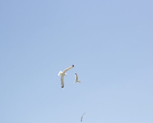 Gabbiani in volo in lontananza sotto un cielo azzurro e luminoso.