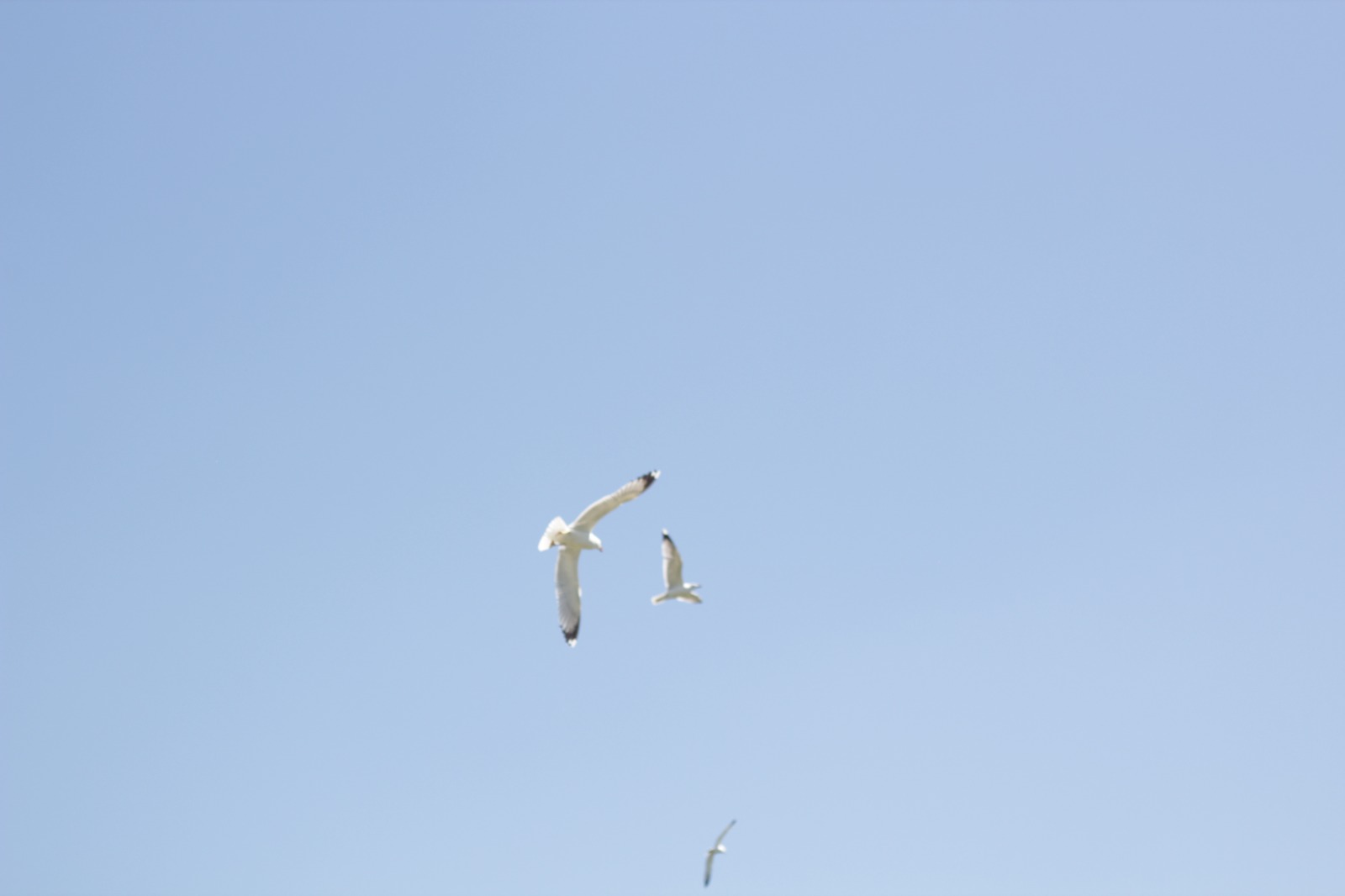 Gabbiani in volo in lontananza sotto un cielo azzurro e luminoso.